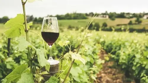 Pépite de la Bourgogne