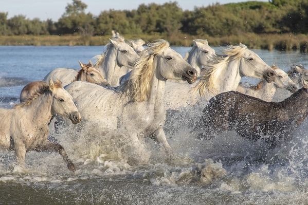 Richesses de Camargue